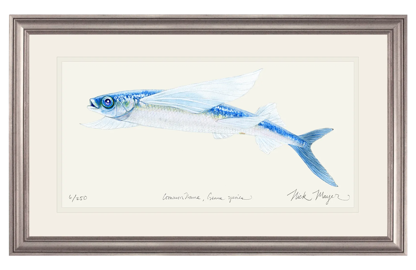 California Flying Fish Print