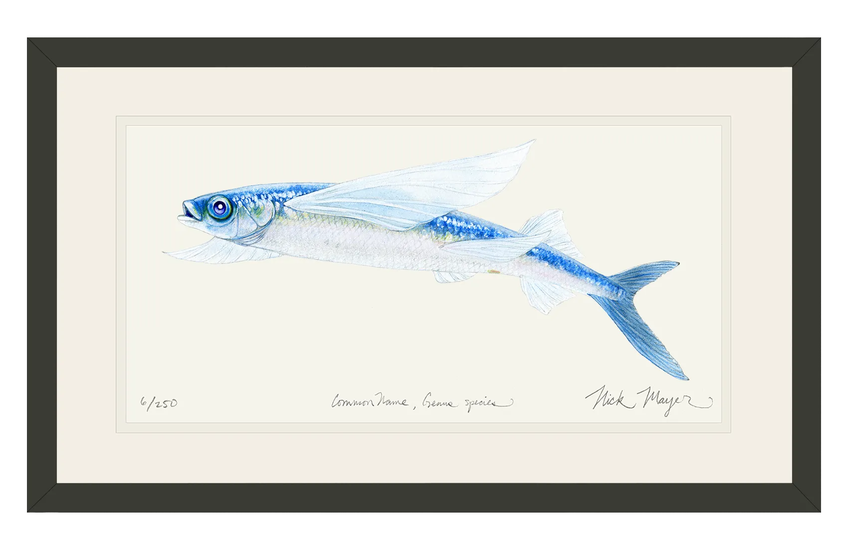 California Flying Fish Print