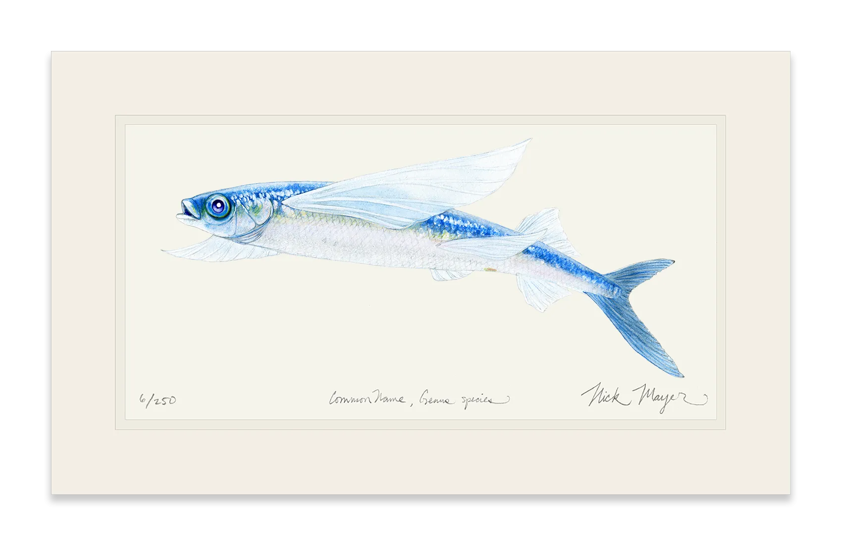 California Flying Fish Print