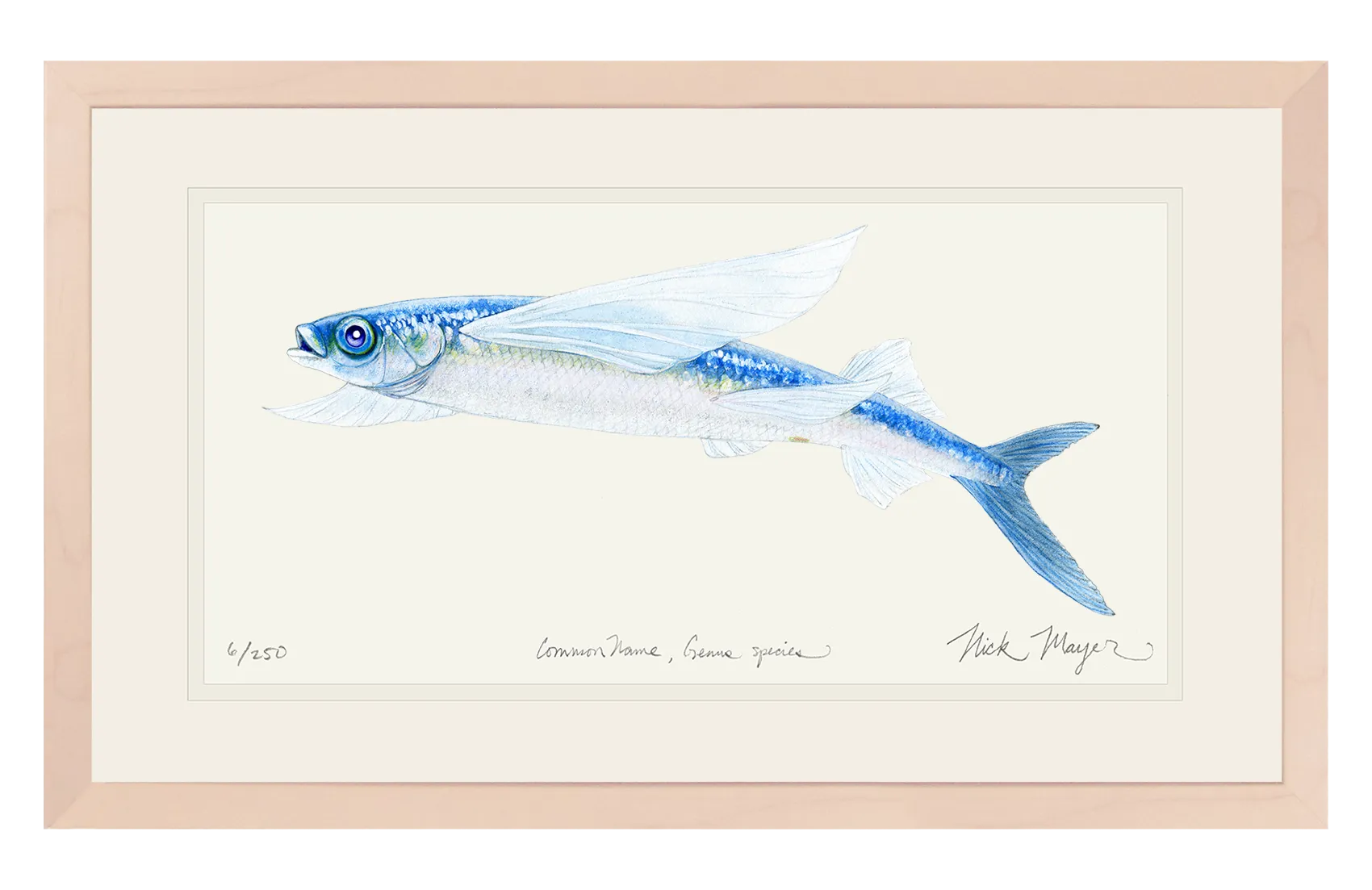 California Flying Fish Print