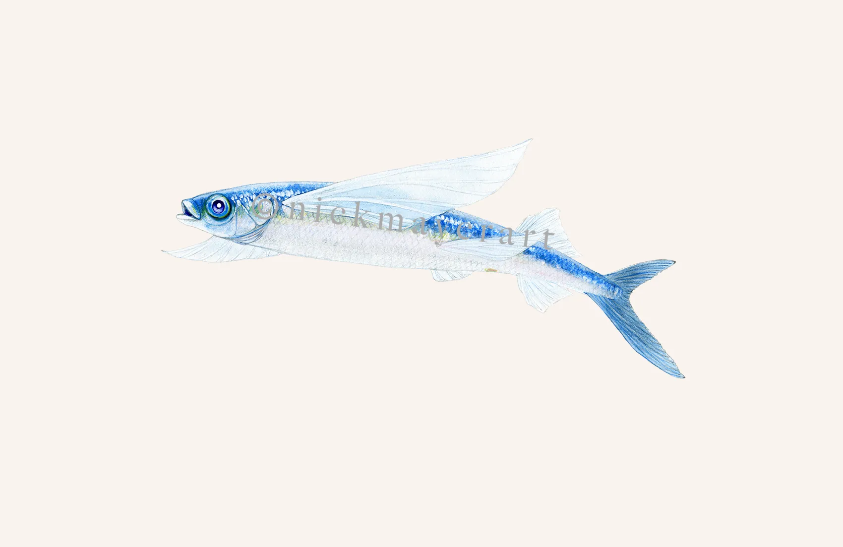 California Flying Fish Print
