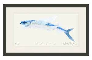 California Flying Fish Print
