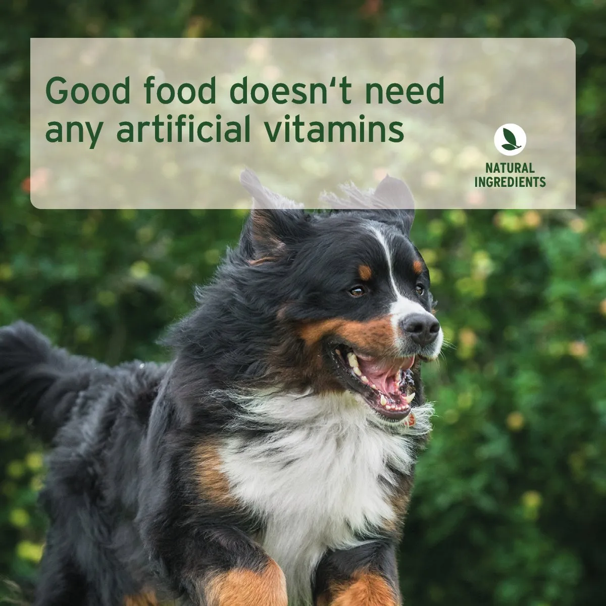 PureNature Farms Lamb - Wet Food for Dogs