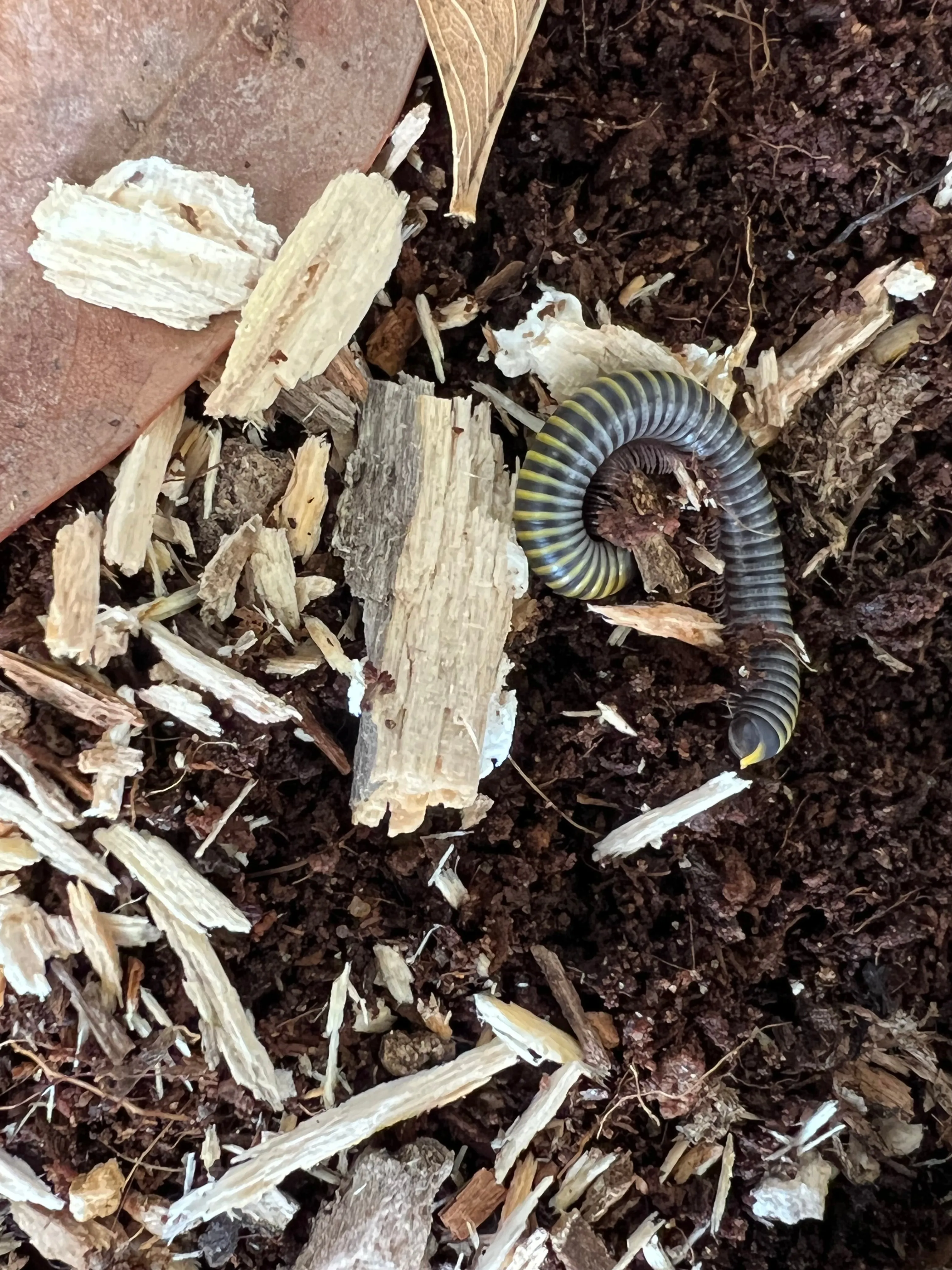 Rotten Hardwood (Millipede Food)
