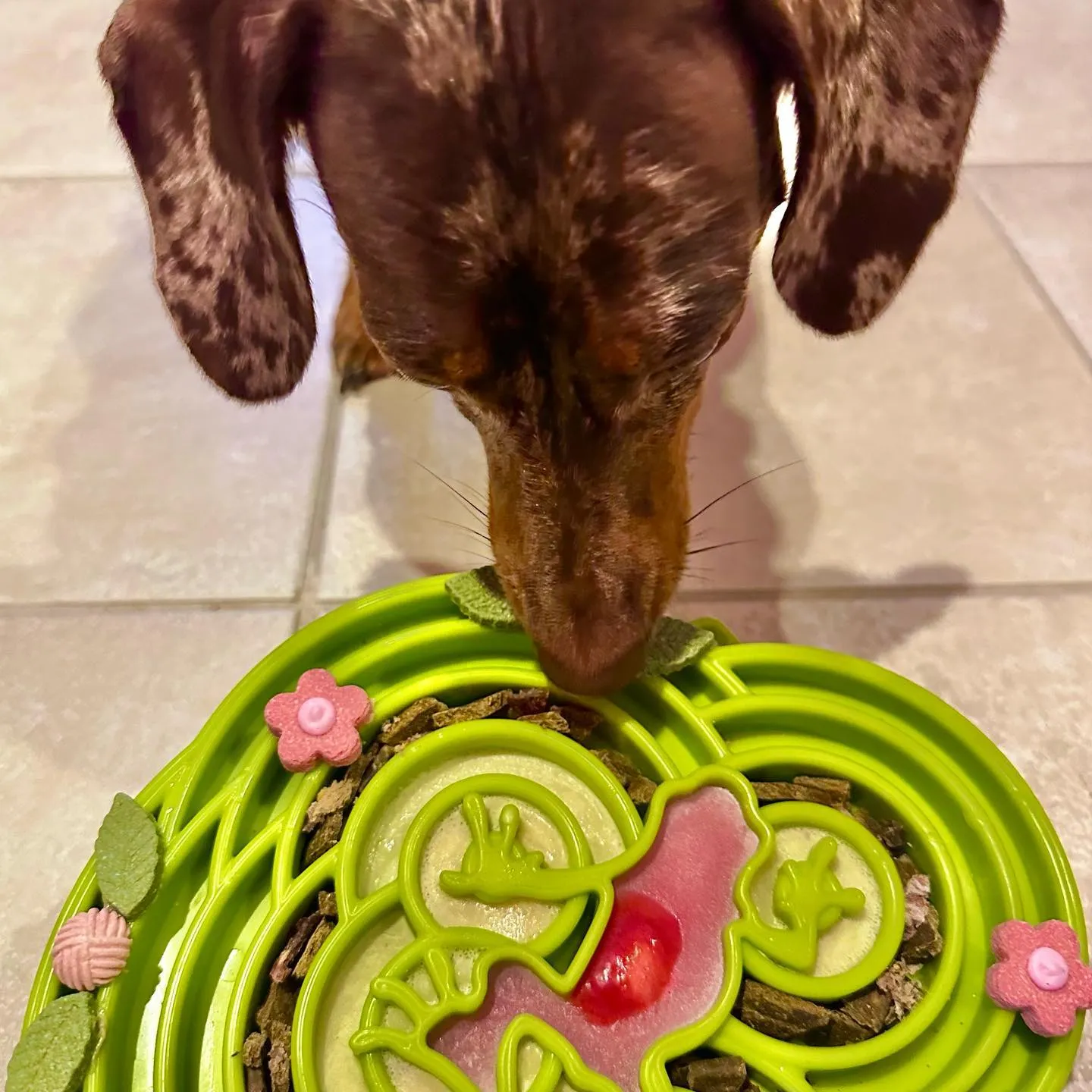SP Water Frog Enrichment Food Tray
